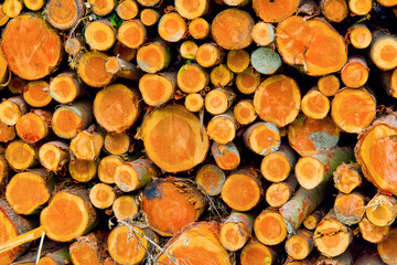 Felled Trees Trunks, Hayedo de Otzarreta, Otzarreta Beech Forest, Gorbeia Natural Park, Bizkaia, Basque Country, Spain, Europe