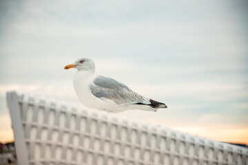 Möve auf dem Strandkorb