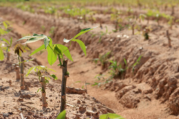 Cassava plantation in a beautiful row. 5