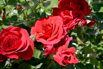 red rose in the garden
