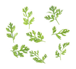 Coriander leaf isolated on white background