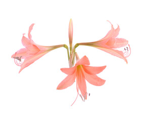 Red hippeastrum johnsonii bury blossom blooming isolated on white background. The flowers head in all 4 directions. On the flowers has a yellow pollen.