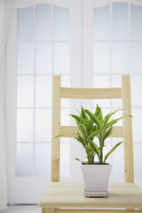 A pot of plant on a wooden chair