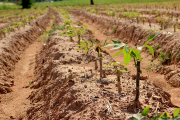 Cassava plantation in a beautiful row. 3