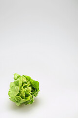 Butterhead lettuce