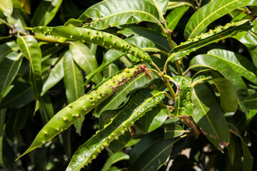 Fototapeta na wymiar The young leaves of the mango tree were destroyed by insects.