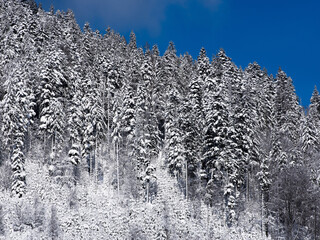 Winter day on the slope of the Carpathian mountains. Ukraine.