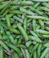 Green pea pods background texture