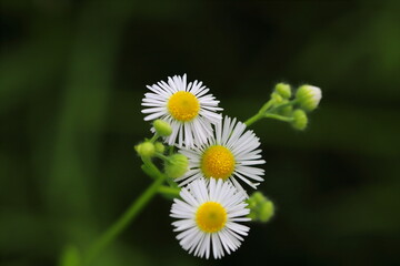 ヒメジョオンの白い花