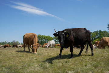 A cow is grazing green grass in the meadow. Cattle breeding outdoors. Blue sky and white clouds. Europe Hungary