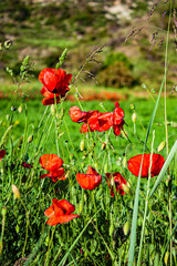 Flowering field of red poppies in the middle of the mountains with enough grass