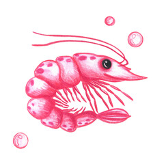 Pink shrimp. Sketch in colored pencil. Marine crustacean and air bubbles. Cute hand drawing. Stock image isolated on a white background
