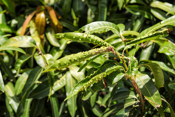 The young leaves of the mango tree were destroyed by insects.