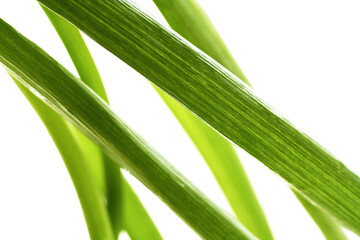 Obraz premium Vegetable