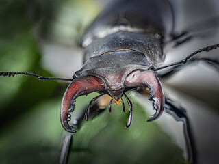 Hirschkäfer Stag Beetle insekt Makroaufnahme © Manfred Mally