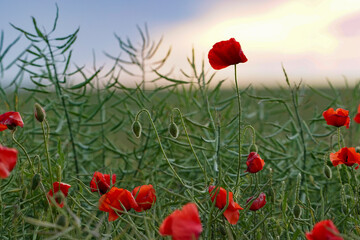 Red poppy flowers in a rapeseed plantation. Rapeseed crop before harvest. Soft focus blurred background. Europe Hungary