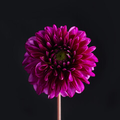 Gerbera