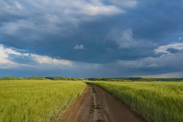 Bright sunny wheat field separated by a dirt road. The clouds are dark blue and white.