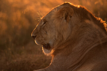 Lion in the evening light, a backlit image, Masai Mara