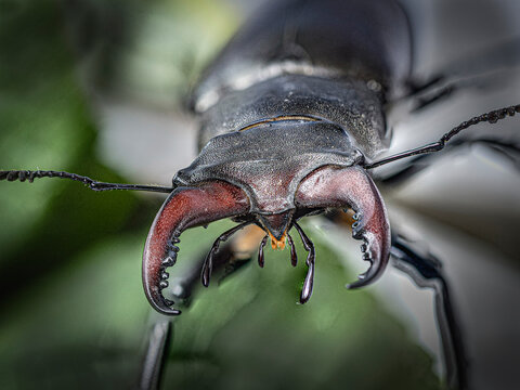 Hirschk&auml;fer Stag Beetle insekt Makroaufnahme