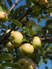 Apples on a branch in the garden. Close-up of green apples on a branch in the orchard. Harvest. Яблоня. Яблоки. Урожай