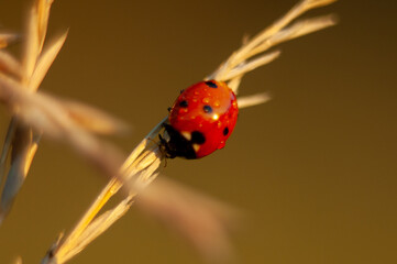 Ladybug in red dew on green 
spikelets