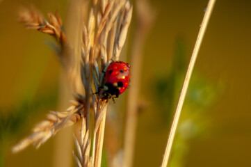 Ladybug in red dew on green 
spikelets