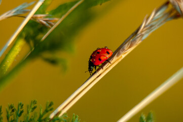 Ladybug in red dew on green White flowers
