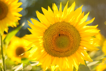 Sunflower natural background. Sunflower blooming. Close-up of sunflower. Healthy Lifestyles, Ecology, Organic Farming, health concept, nature concept.