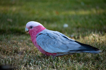 Obraz premium Pink galah on the grass