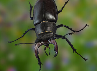 Hirschkäfer Stag Beetle insekt Makroaufnahme