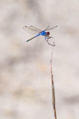 The insect wildlife shot of a blue dragonfly perched on the dry twig