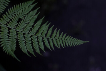 fern