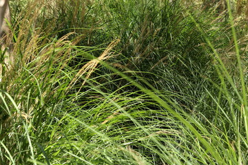 Green grass type, Lisbon, Portugal