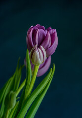 Pink tulip. Tulip flower. Тюльпан. Tulips