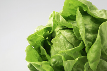 Butterhead lettuce