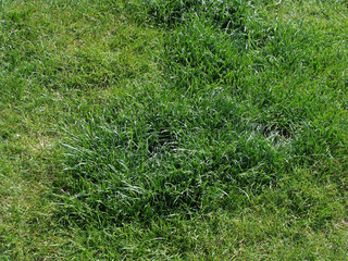 Uneven lawn 2