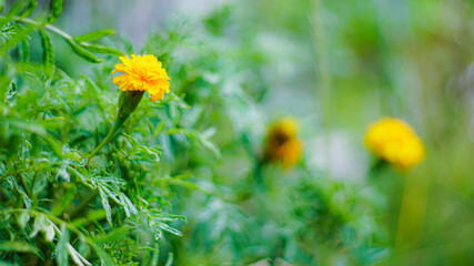 Obraz premium yellow flower in spring