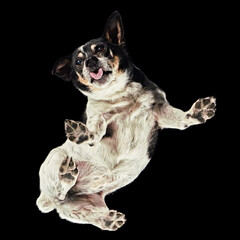 Naklejka na ściany i meble Floating shot of a Jack Russell Terrier