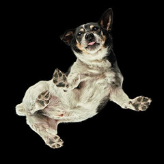 Floating shot of a Jack Russell Terrier
