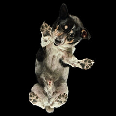 Floating shot of a Jack Russell Terrier