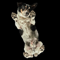 Underneath floating shot of a Jack Russell Terrier