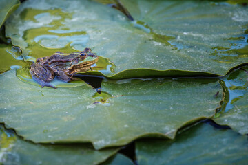 Green frog (Pelophylax) in a pond between aquatic plants