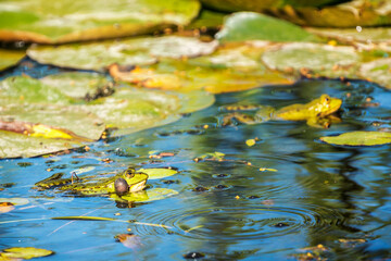 Green frog (Pelophylax) in a pond between aquatic plants