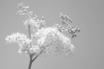 Sunlight branch with white flowers in the black and white style