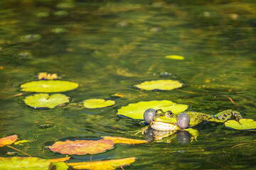 Green frog (Pelophylax) in a pond between aquatic plants