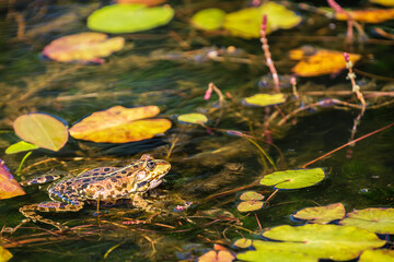 Green frog (Pelophylax) in a pond between aquatic plants