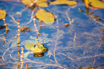 Green frog (Pelophylax) in a pond between aquatic plants