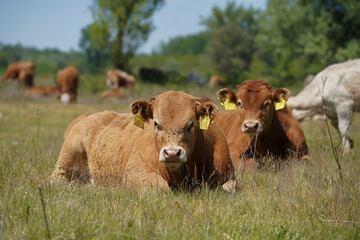 Young cow calf resting in the big grass. there are flies on his head. Europe Hungary
