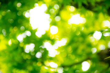 Fototapeta premium 緑の背景